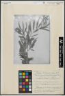 Foto von Salix acmophylloides Hausskn. & Bornm.